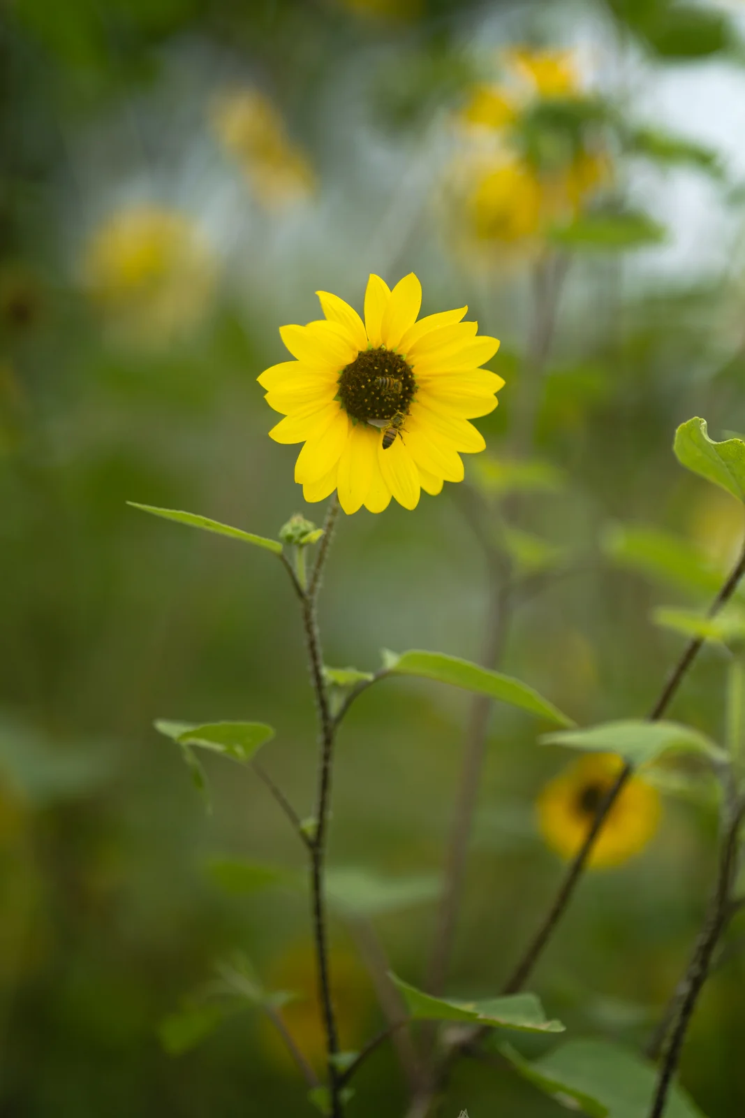 Outdoor photograph 4