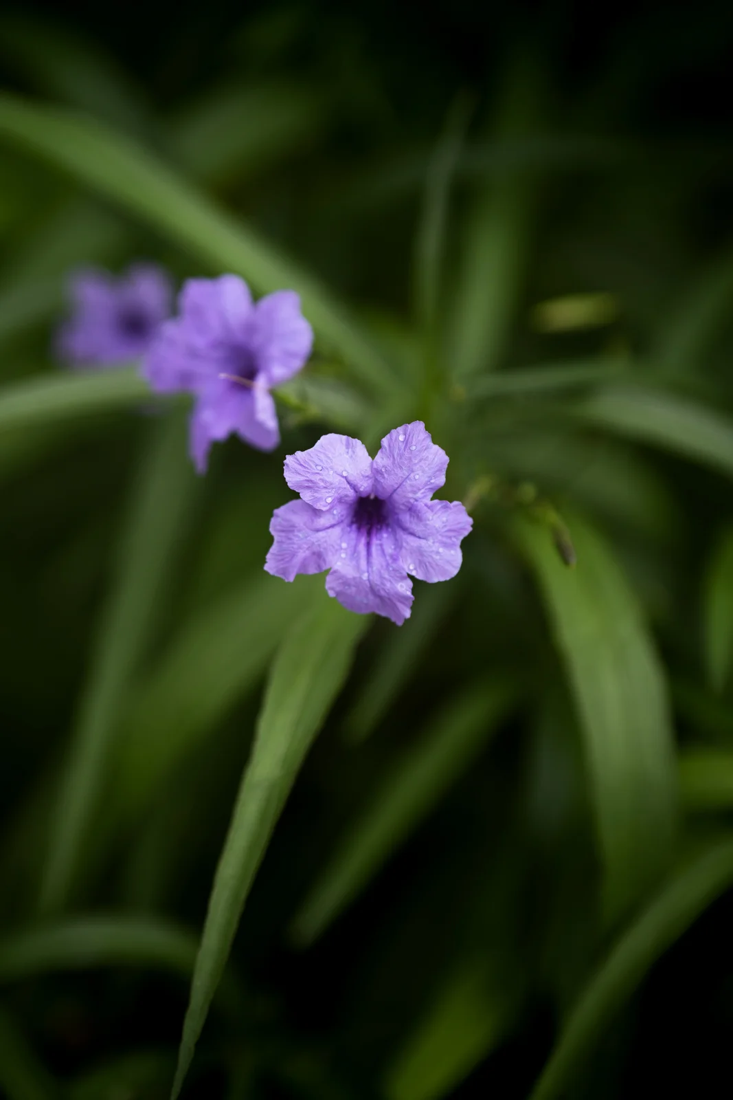 Outdoor photograph 5
