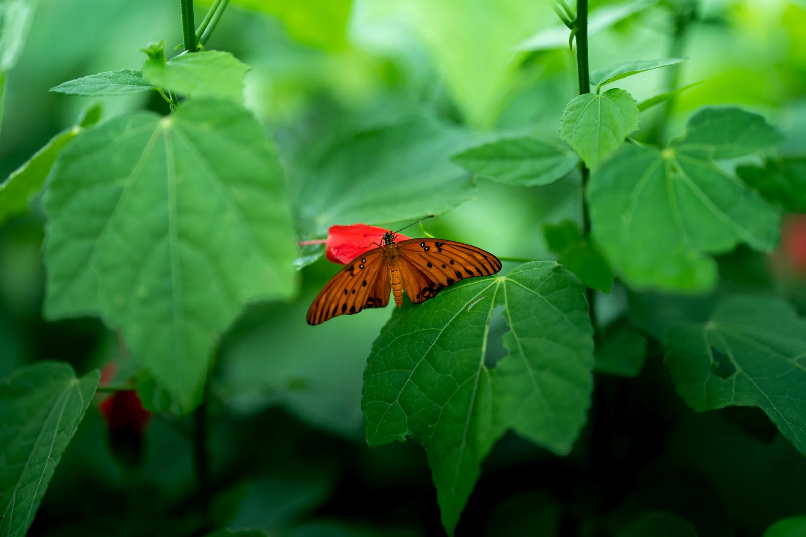 Outdoor photograph 7