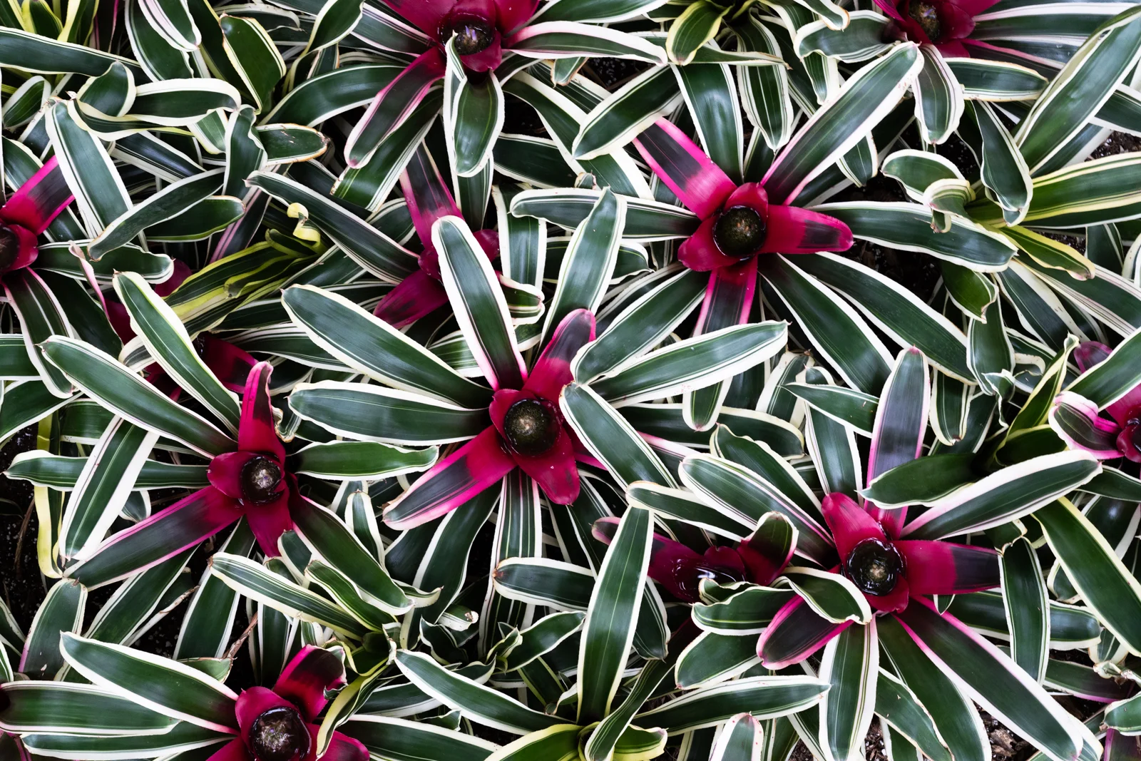 Outdoor photograph 8